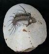 Museum Quality Quadrops Trilobite - #16331-7